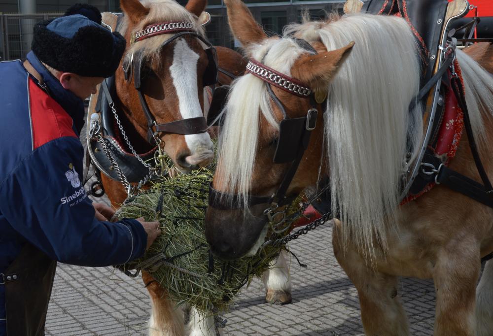 Koffin hevoset toivottivat vieraat tervetulleiksi Gastro-messuille.